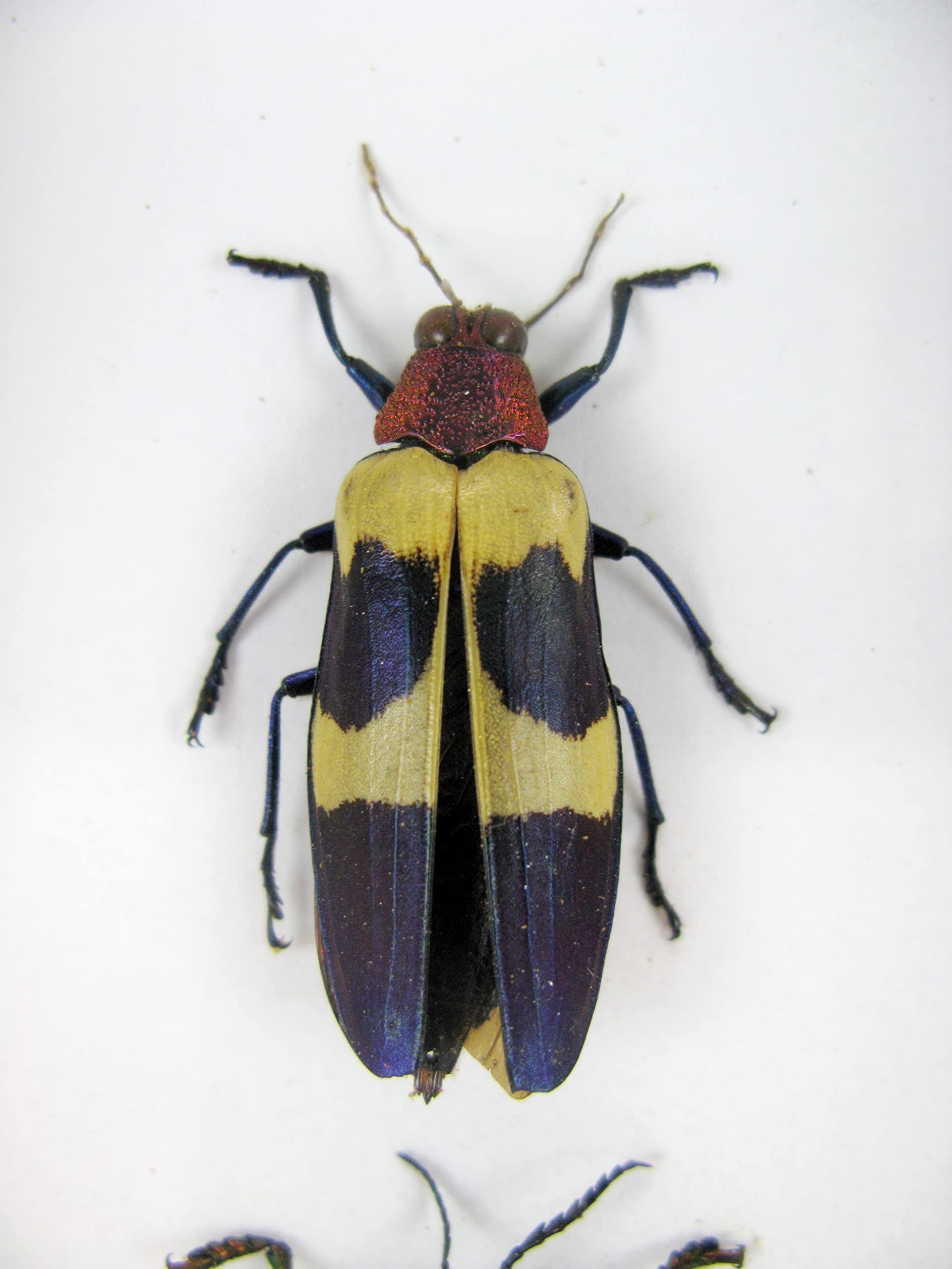 asiahouse24 Echte präparierte Insekten im 3D Schaukasten aus Holz. Vogelspinne, Skorpion, Käfer, Hundertfüßer und vieles mehr. (3 Jewel Beetle)