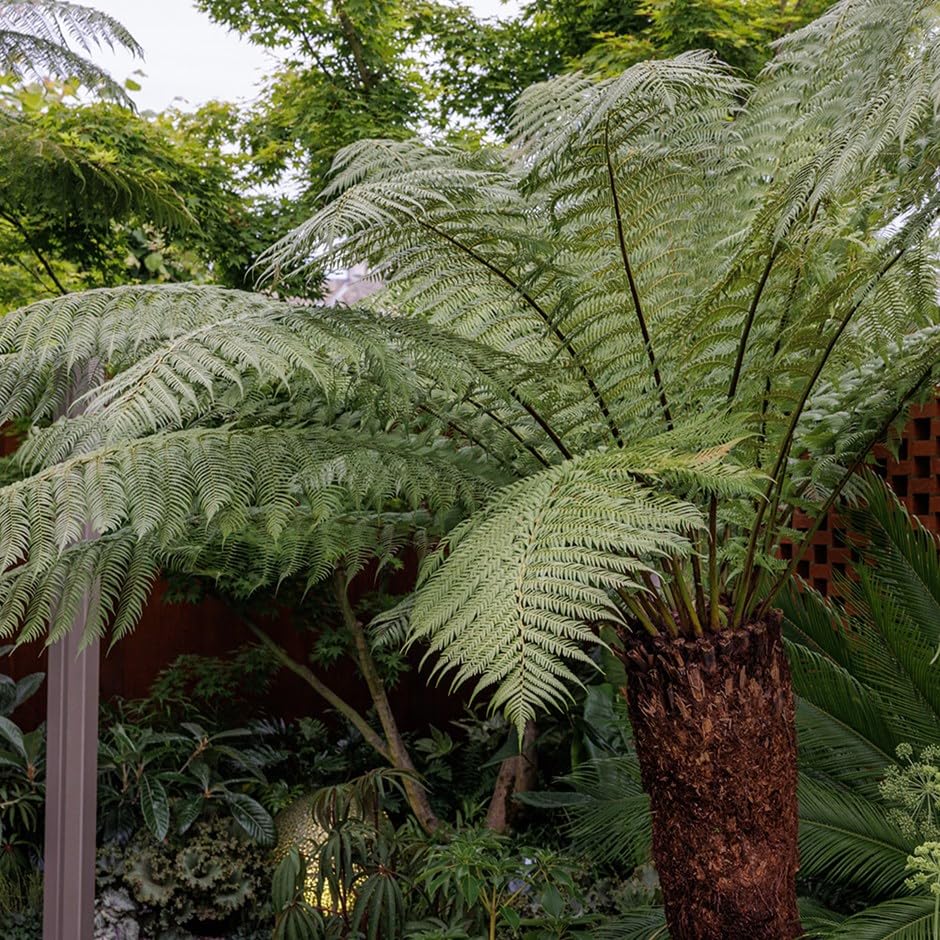 Plant Theory 90cm Trunk Tree Fern Dicksonia Antarctica Hardy Outdoor Ferns Jungle Plant Trunks