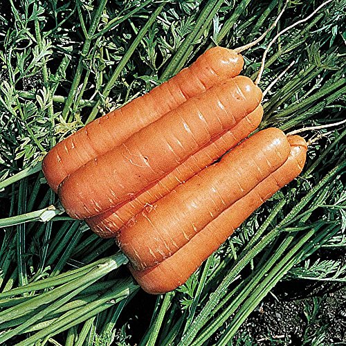 Carrot Seeds, High Yielding Edible Crops, Resistant to Carrot Fly, Kitchen Gardens & Allotments, 1 x Pack of Carrot Resistafly F1 Hybrid 350 Seeds by Thompson & Morgan