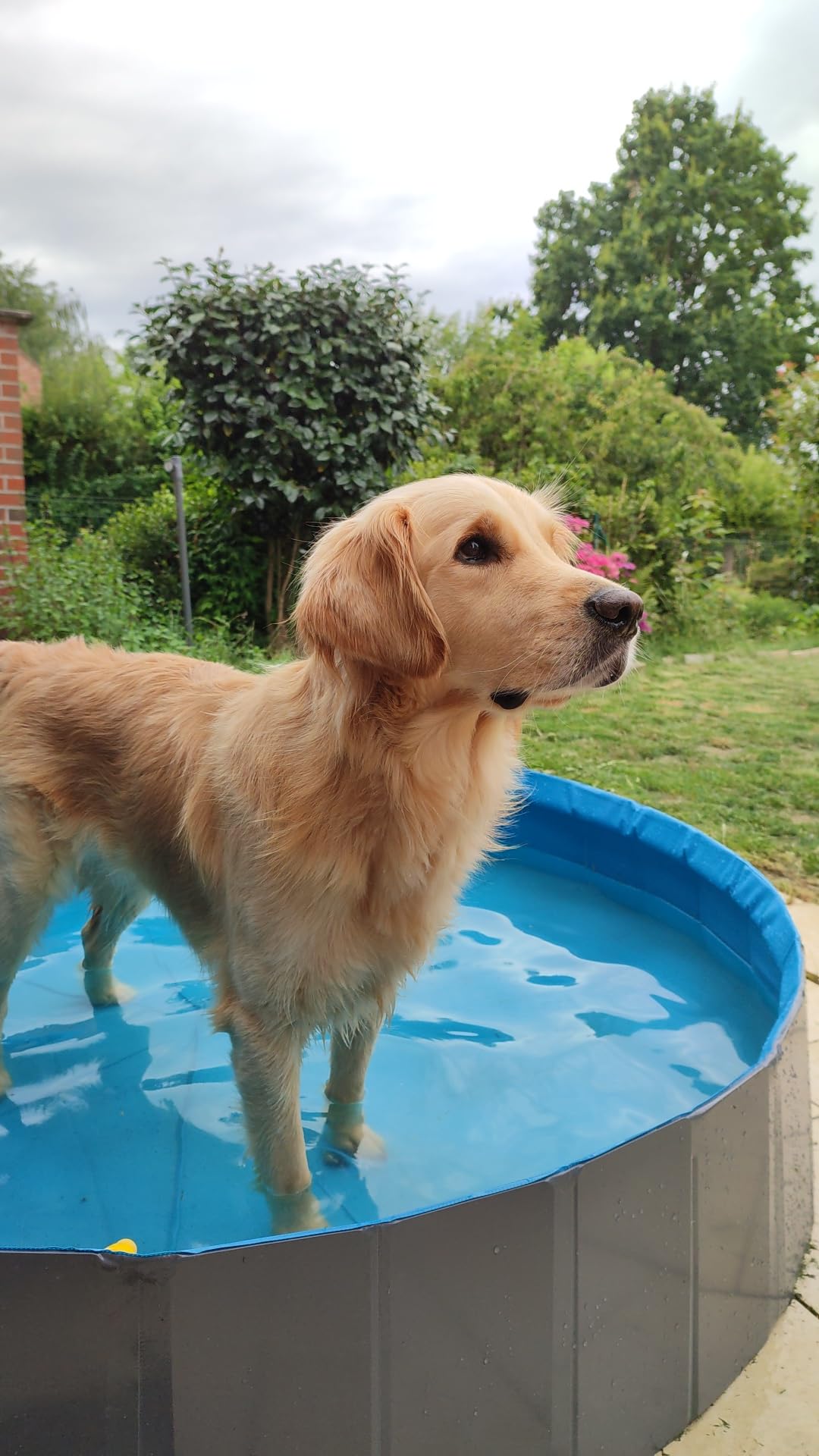 Piscine Chien - Piscine rafraîchissante Sprinkle Bleu et Gris foncé - Jets d'eau intégrés - raccord pour Tuyau d'arrosage - Fond antidérapant - sans Pompe - 120 x 30 cm - Flamingo