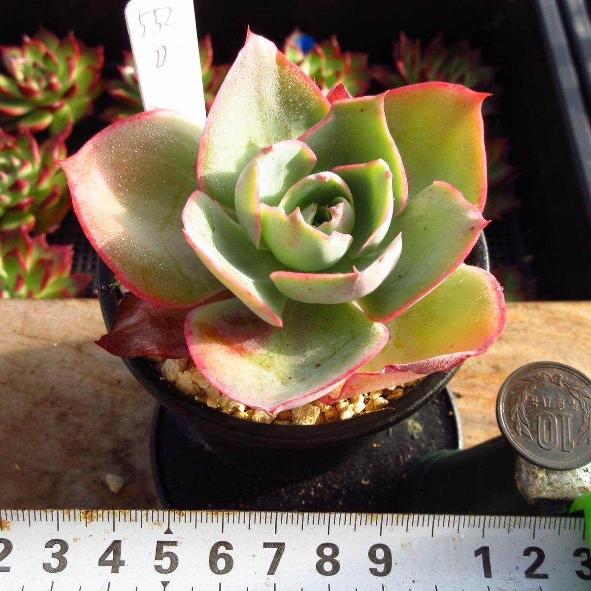 多肉植物　C’est ci bon【Fine農場】　韓国苗 多肉植物 C'est ci bon【Fine農場】 韓国苗 多肉植物 C'est ci bon