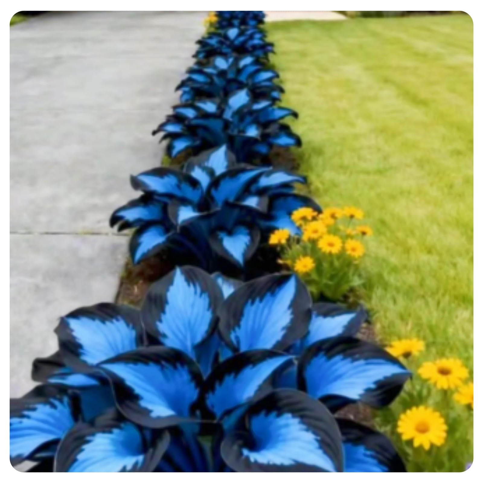 Hostas Plants hosta Bulbs Simple to Grow Garden Flowers Wedding Flowers-6bulbs-d