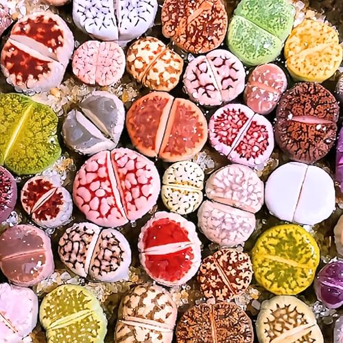 30 plantas vivas de Lithops surtidas, grandes piedras vivas de Lithops, plantas suculentas para plantar, plantas Lithop vivas, mezcla de suculentas