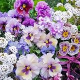 200+ Perennial Viola Philippica Violet Flower Seeds for Planting - Perennial Flower, Vibrant Purple Petals for...