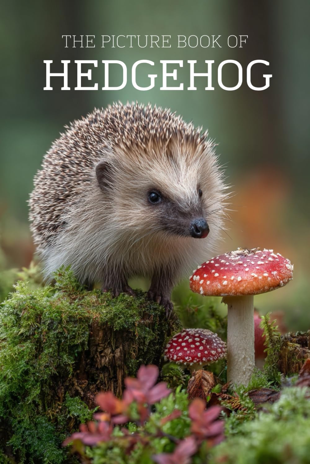The Picture Book of Hedgehog: A Calming Large-Print Photo Book for Seniors with Dementia, Alzheimer’s & Memory Loss