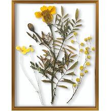 Frametory 11x14 Bronze Aluminum Floating Picture Frame Real Glass