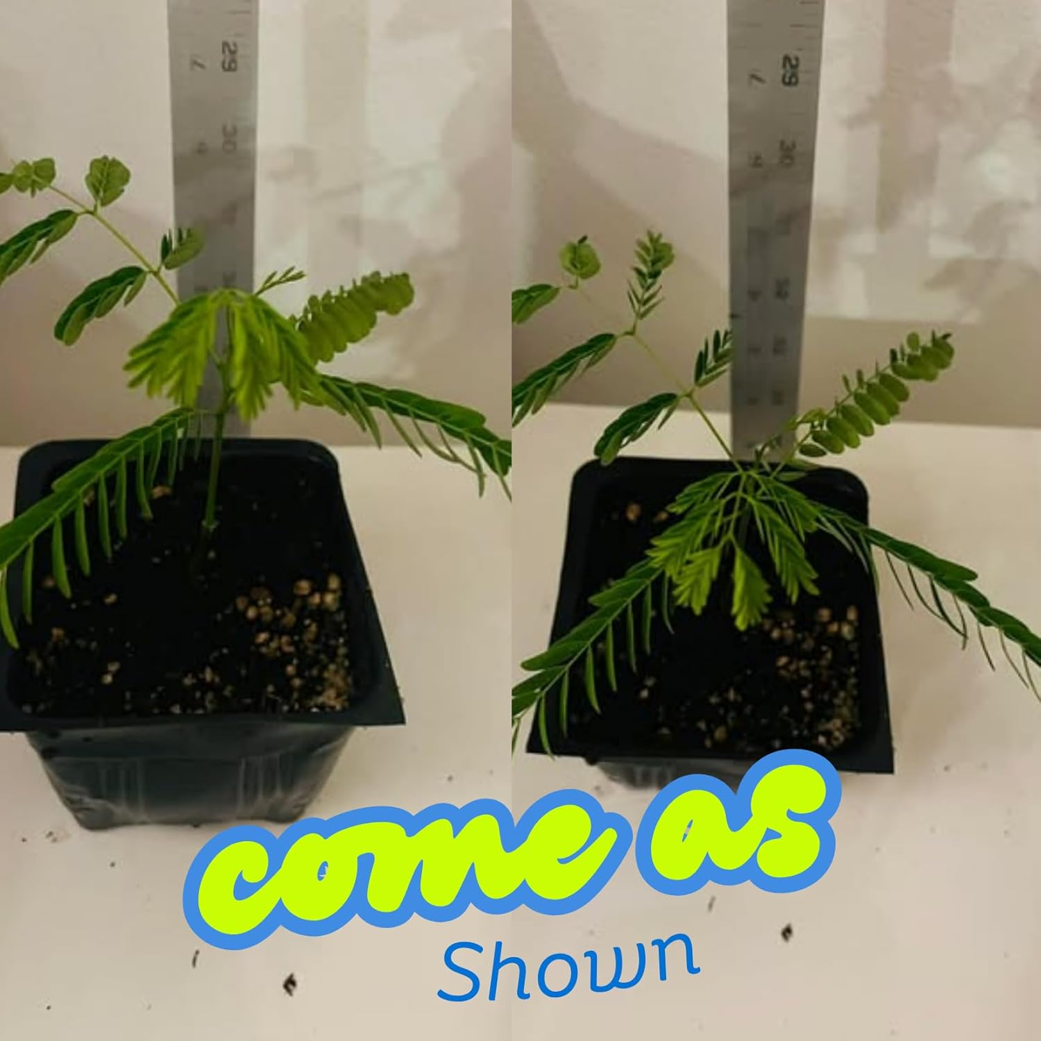 Red Flamboyant Tree Live Plant, 3 Months Old Seedling Royal Poinciana Tree for Planting, Hardy, Dormant in Winter, Jacaranda Like