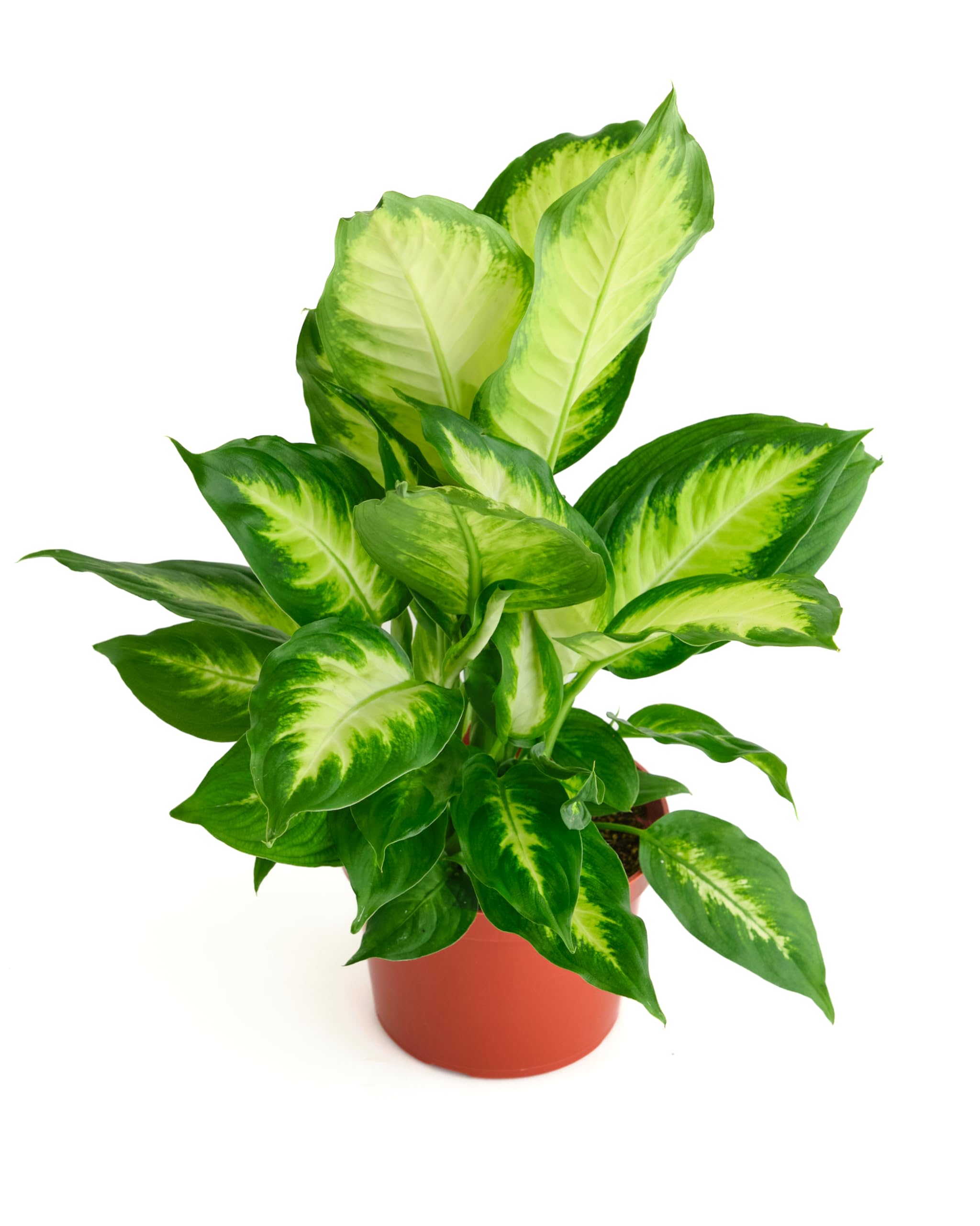 Amazon.com : Shop Succulents Dieffenbachia Camille, Live Indoor