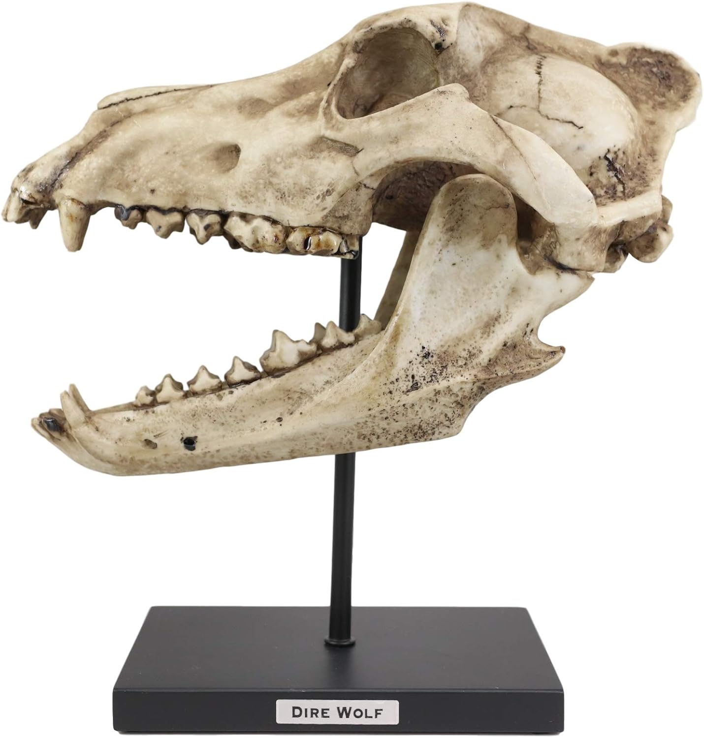 Ebros Faux Taxidermy Replica Direwolf Fossil Skull Baring Jaws and Teeth Statue On Museum