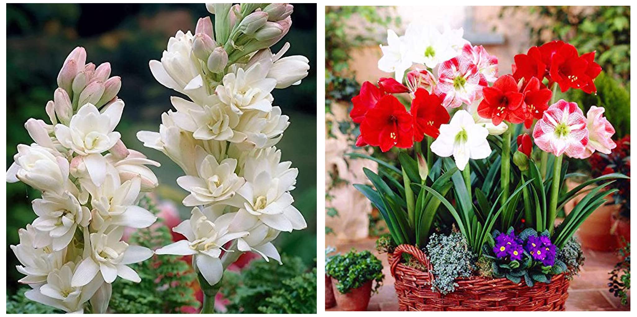 Kraft Seeds Gate Garden Rajnigandha Double Flowering Fragrant Polianthes Tuberosa(White, 5 Bulbs and 2 Bulbs) & Amaryllis Lily Flower Sow and Grow Fresh Healthy Bulb (Set of 3) (Pack of 10) (B09SG6B817) Amazon Price History, Amazon Price Tracker
