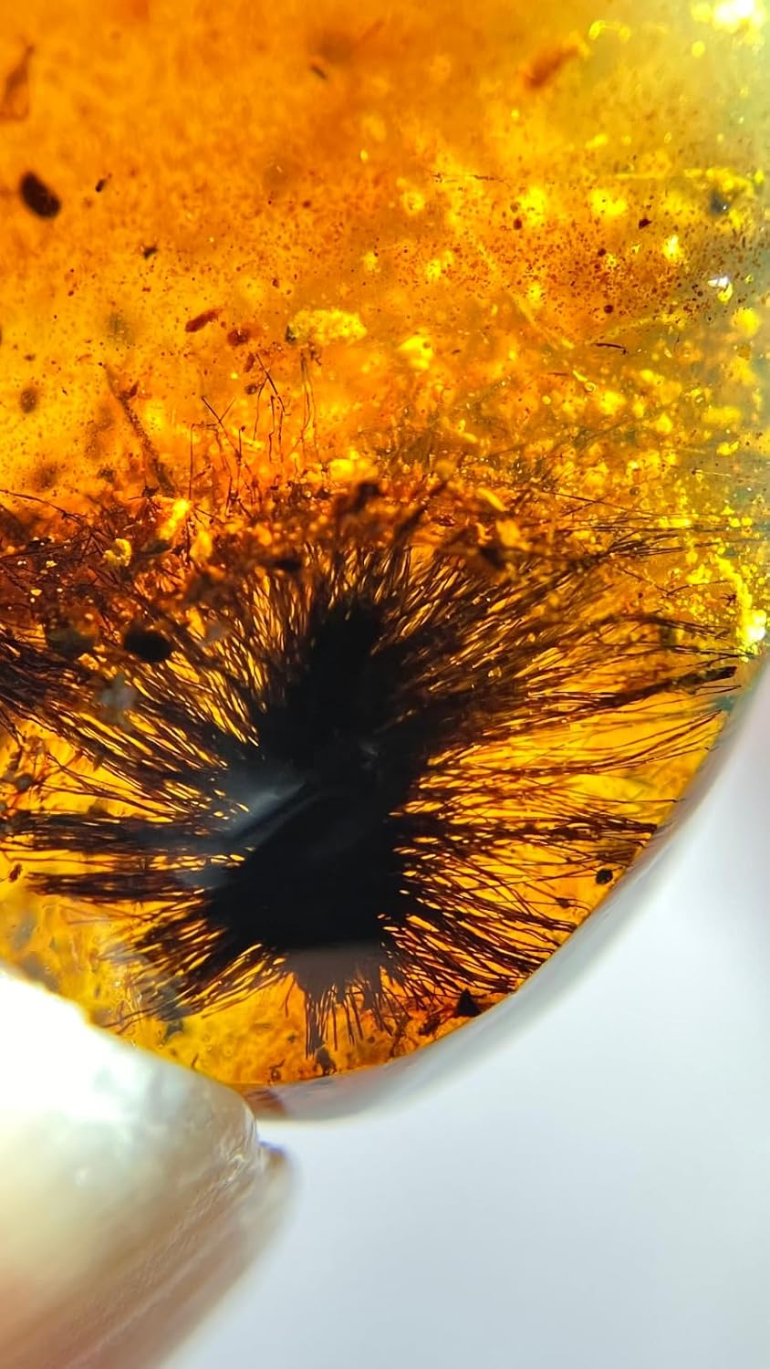 Burmese burmite Cretaceous Rare Blooming Dandelion Plant Fossil Amber Myanmar