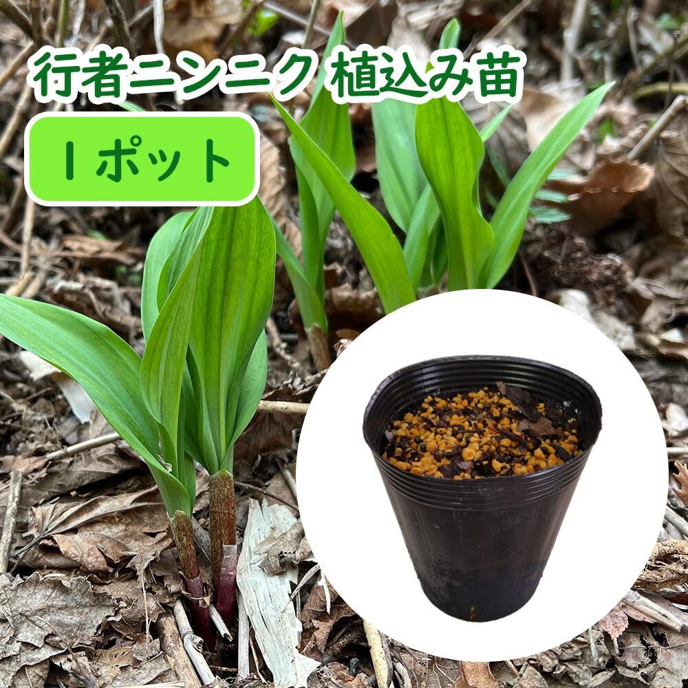 Amazon.co.jp: 行者ニンニク 植え込み苗【1ポット】12cmポットに3芽