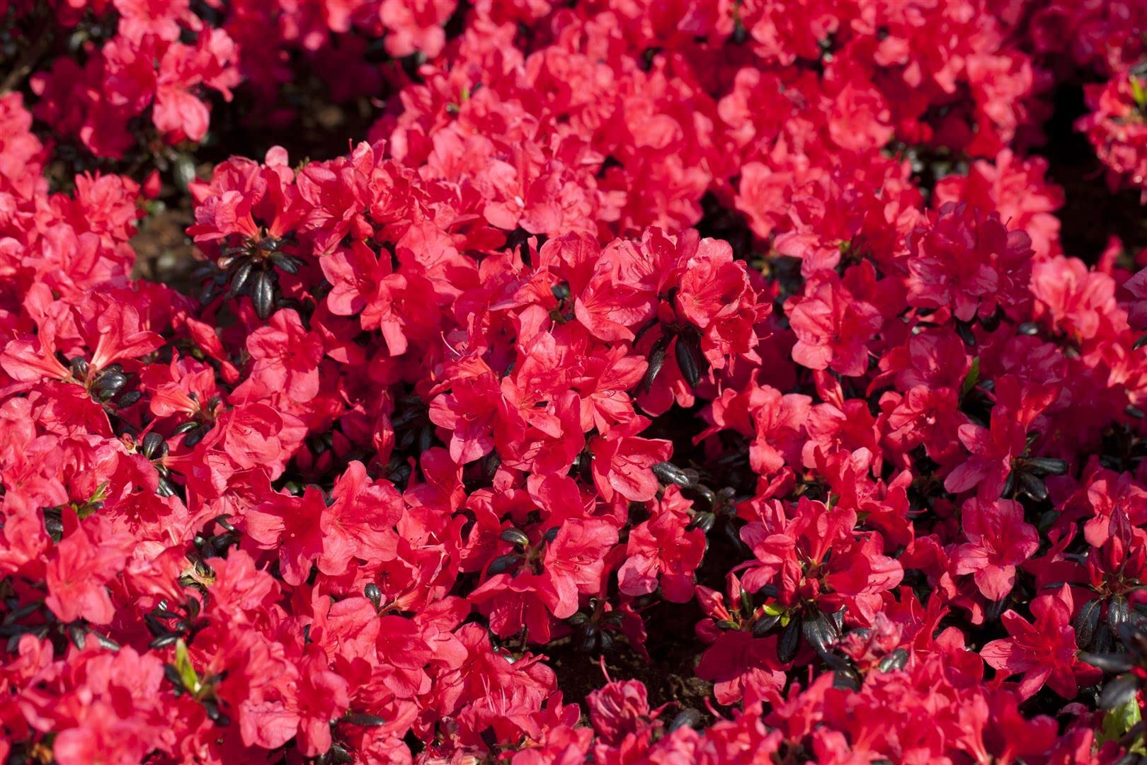 Rhododendron Sorte - repens Scarlet Wonder 15-20 cm Pflanzen winterhart,  beliebte Sorten, bltenreich, im Topf gewachsen, krftiger Wurzelballen,  Anwuchsgarantie : Amazon.de: Garten