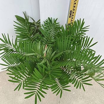 ザミアフロリダーナ メキシコソテツ 多頭 双頭 ダブルヘッド 以上 ザミアフロリダーナ メキシコソテツ 多頭 双頭 ダブルヘッド