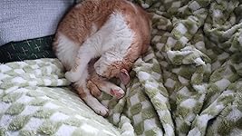 Review Image by Mr Greyhound Mr Greyhound