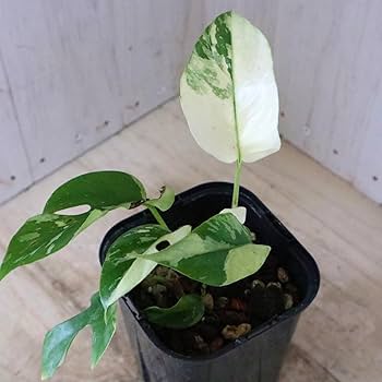 Amazon.co.jp: rare speckled princess monstera pertusa