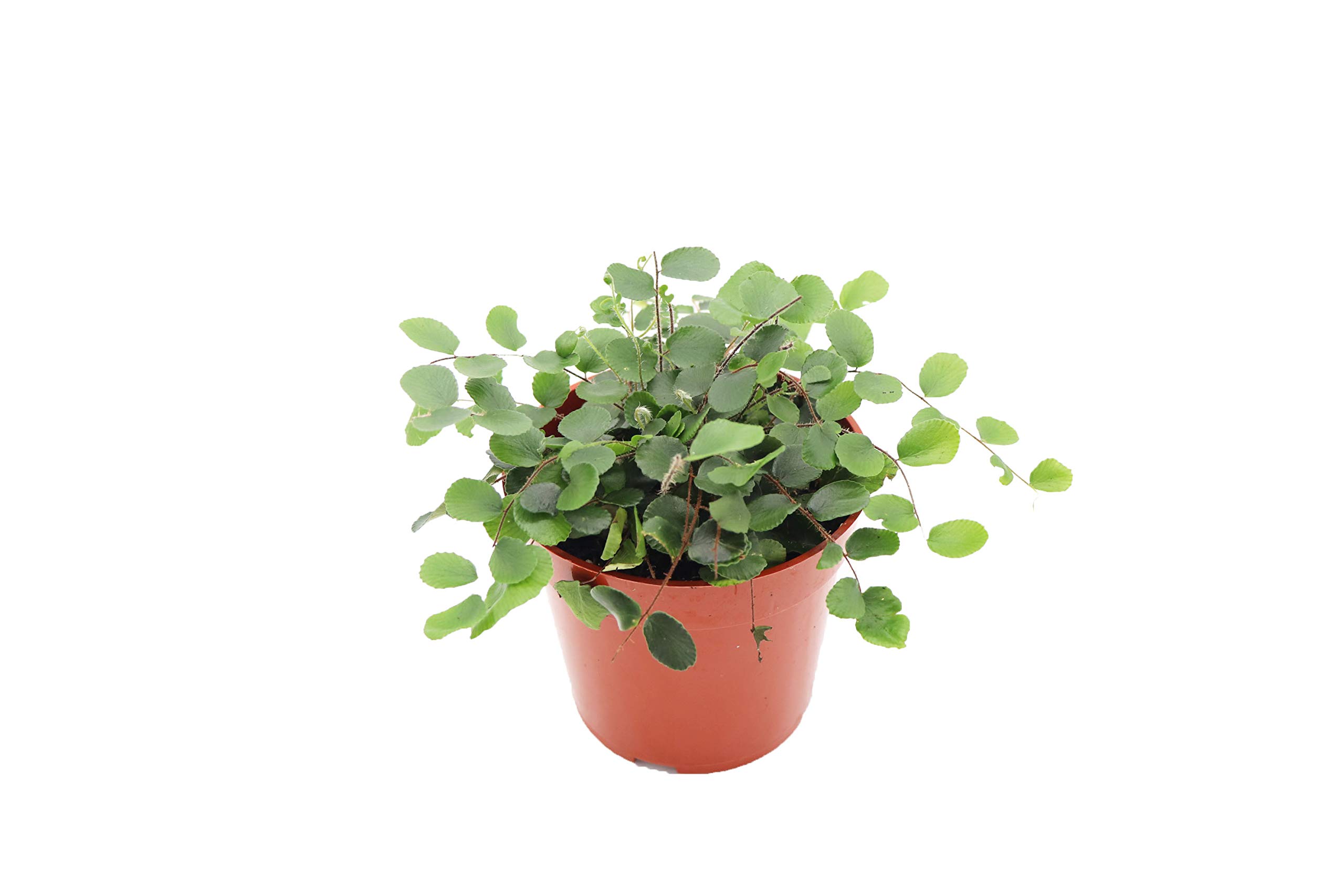 Button Fern from California Tropicals