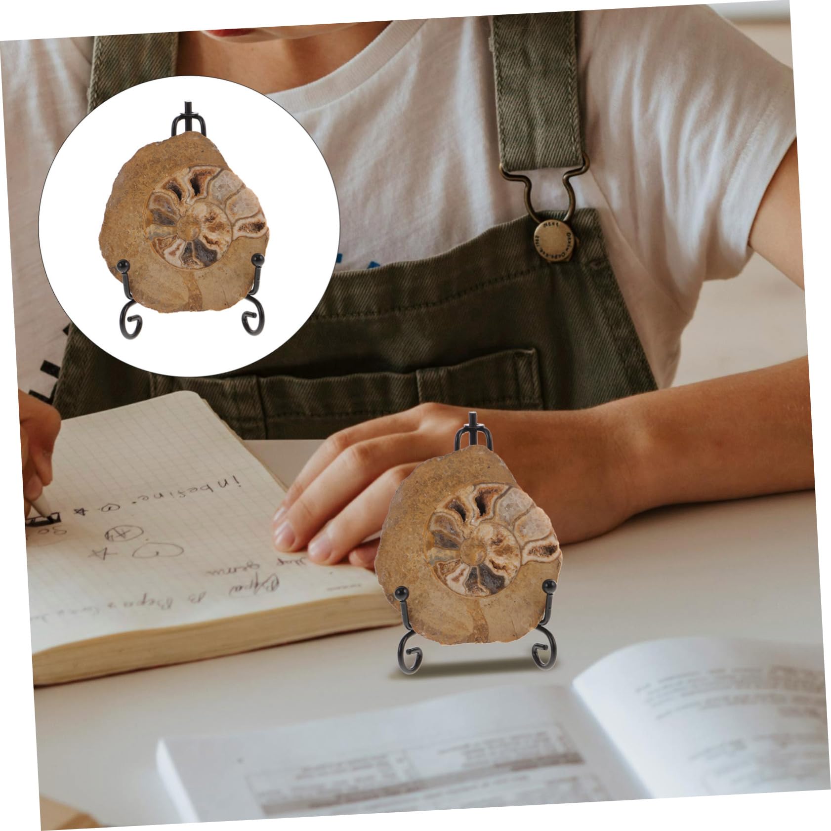 PartyKindom Ammonite Decorate Ammonite Model Ammonite Specimen Ammonite Decor for Ammonite Ornament Ammonite Decor for Table Ammonite Decor for Collection Ammonite Decoration