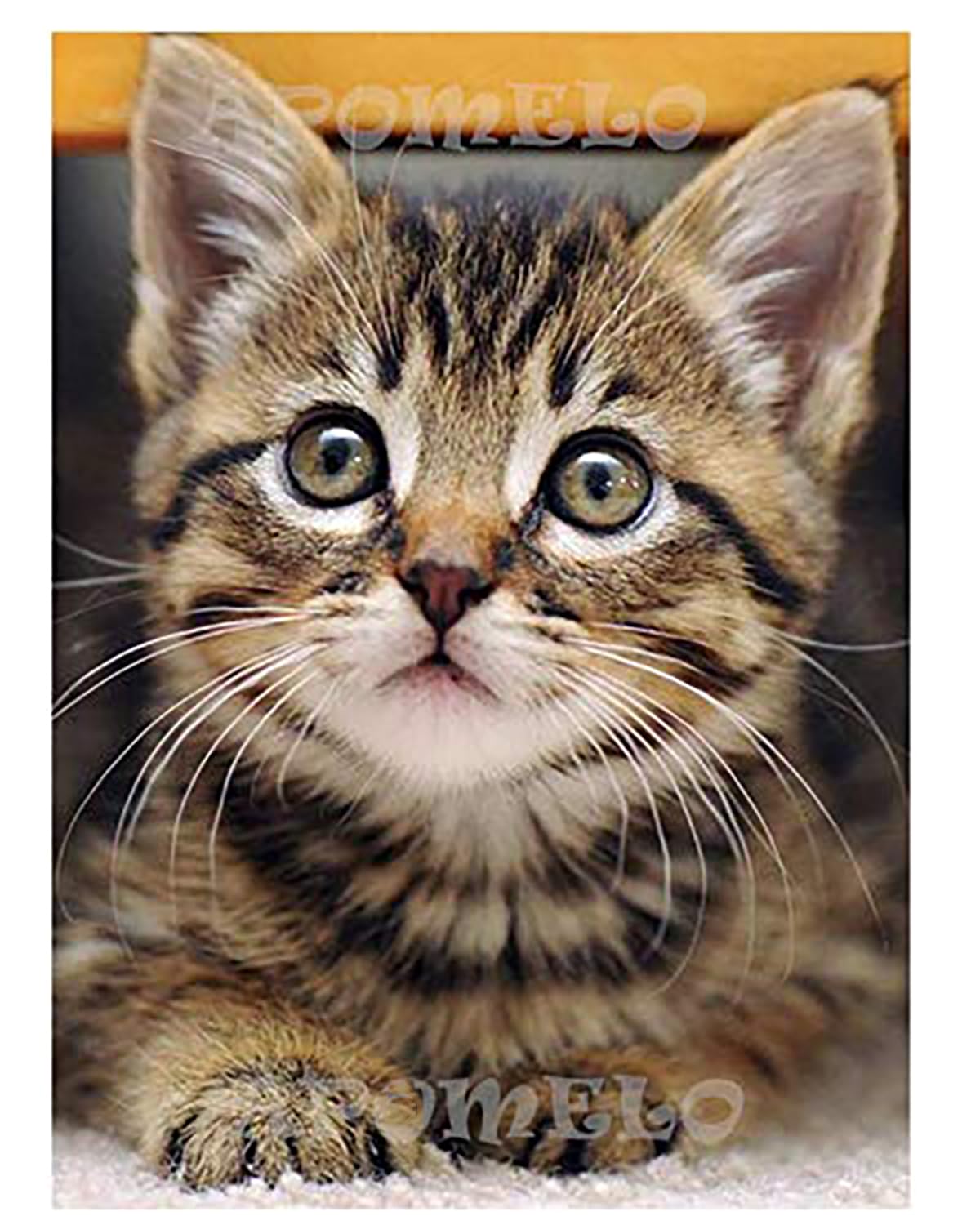 Amazon.com: Diamond Art Cat Diamond Art Painting Kit for