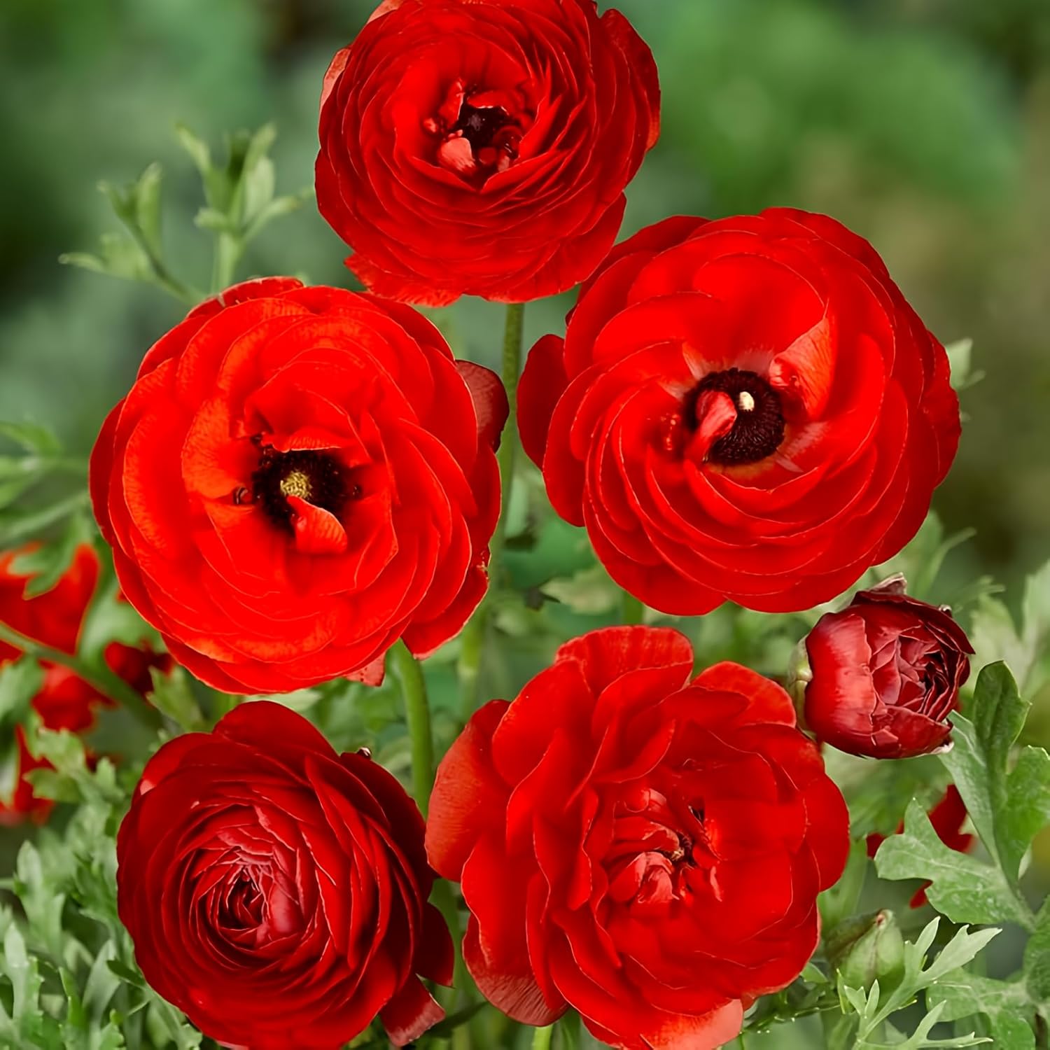 25 Red Ranunculus Bulbs Spring Planting Buttercup Flower