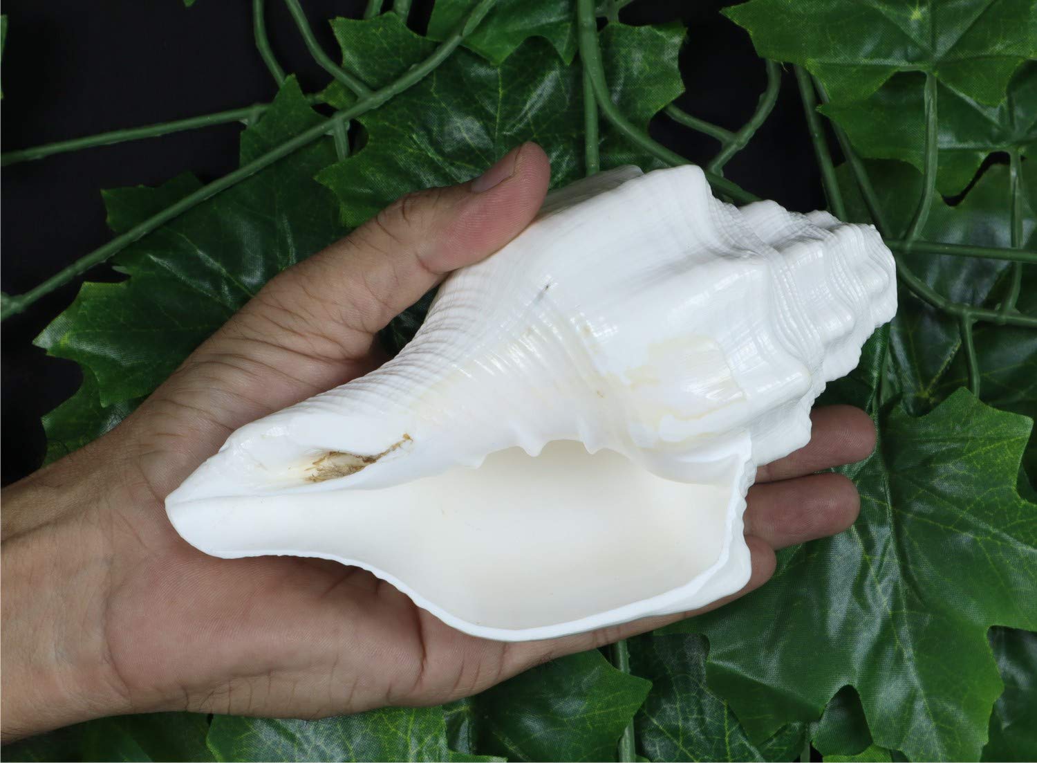 ASHIRWAD Blowing Shankh Vamavarti Dattatreya - Conch Shell - Puja Ritual - Shankhnaad (Shankh-07)