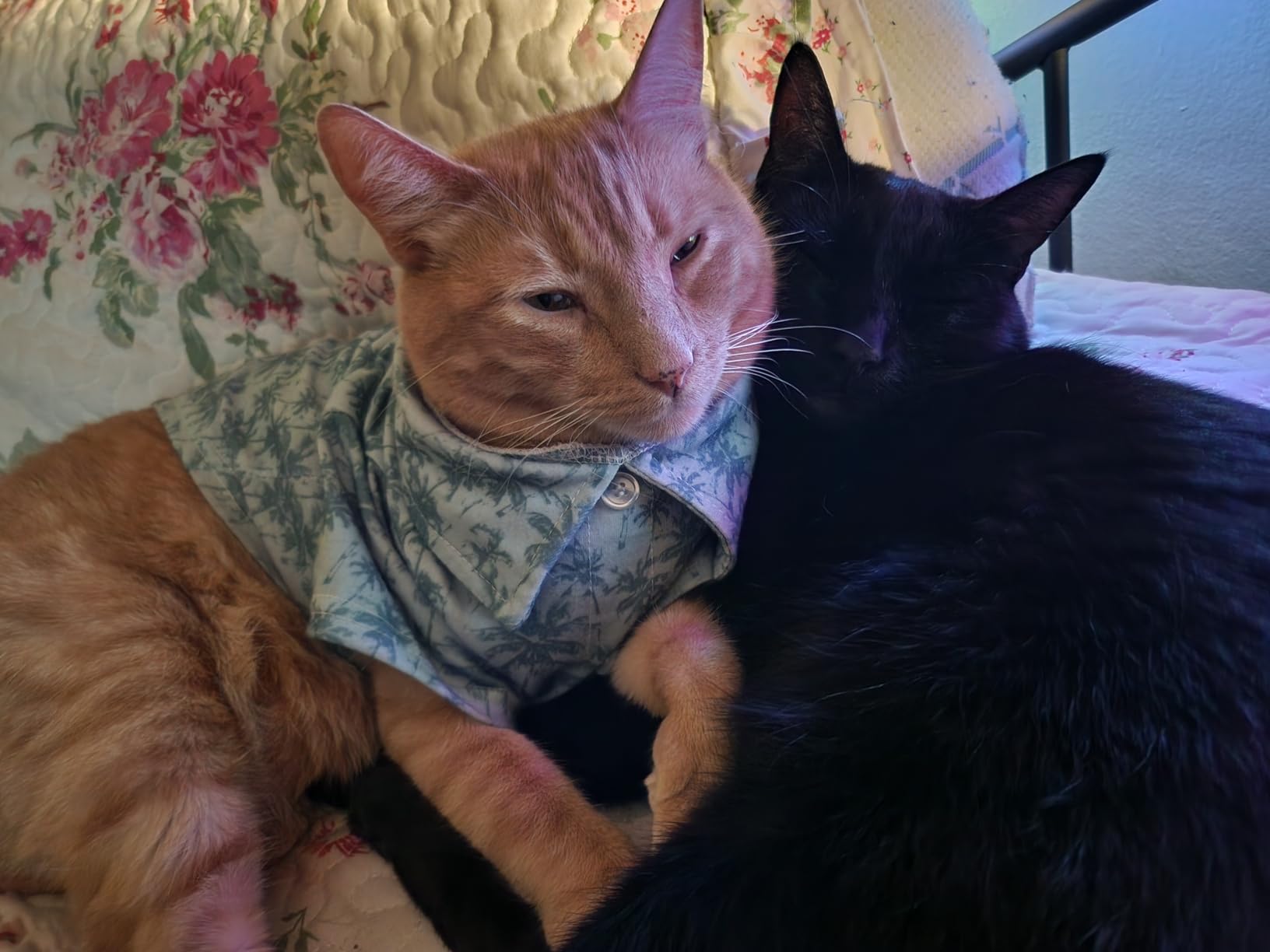 Dr. Elsey's Ultra Unscented Clumping Clay Cat Litter 18 lb Bag photo review