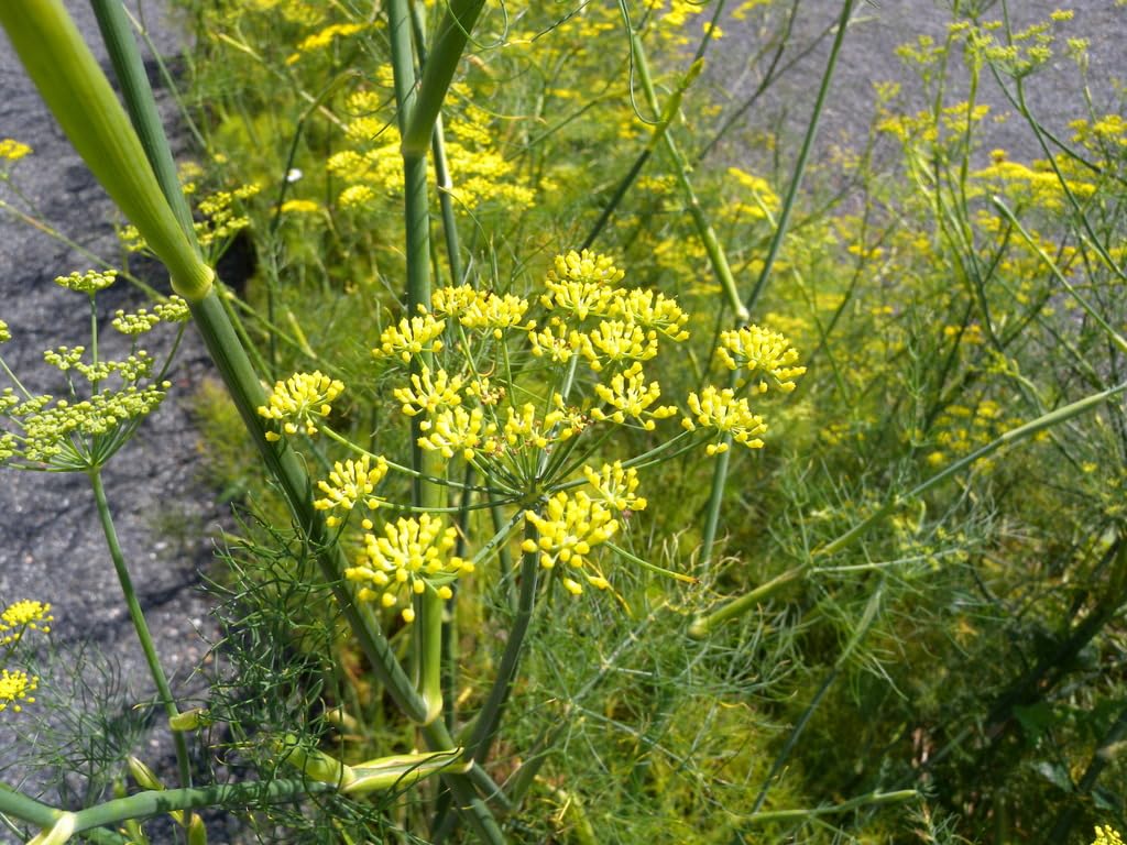 Amazon.com : Sweet Fennel Seeds, (25 Seeds) Sweet Fennel Also Called Common  Fennel can be Grown for its Leaves, Stems, Flowers, Seeds. Sweet Fennel is  Grown as an herb. Seeds to Grow