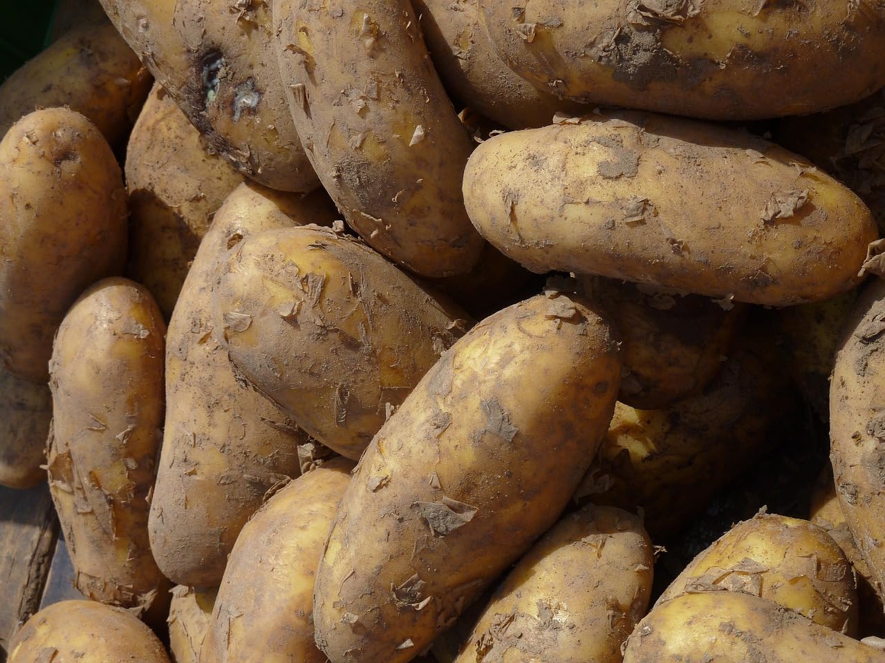 Frische Kartoffeln Speisekartoffeln Annabelle 1-25 KG neue Ernte 2026 festkochend Salatkartoffel zum Grillen für Kartoffelsalat, Pellkartoffeln, Bratkartoffeln, Pommes Frites, Butterkartoffeln