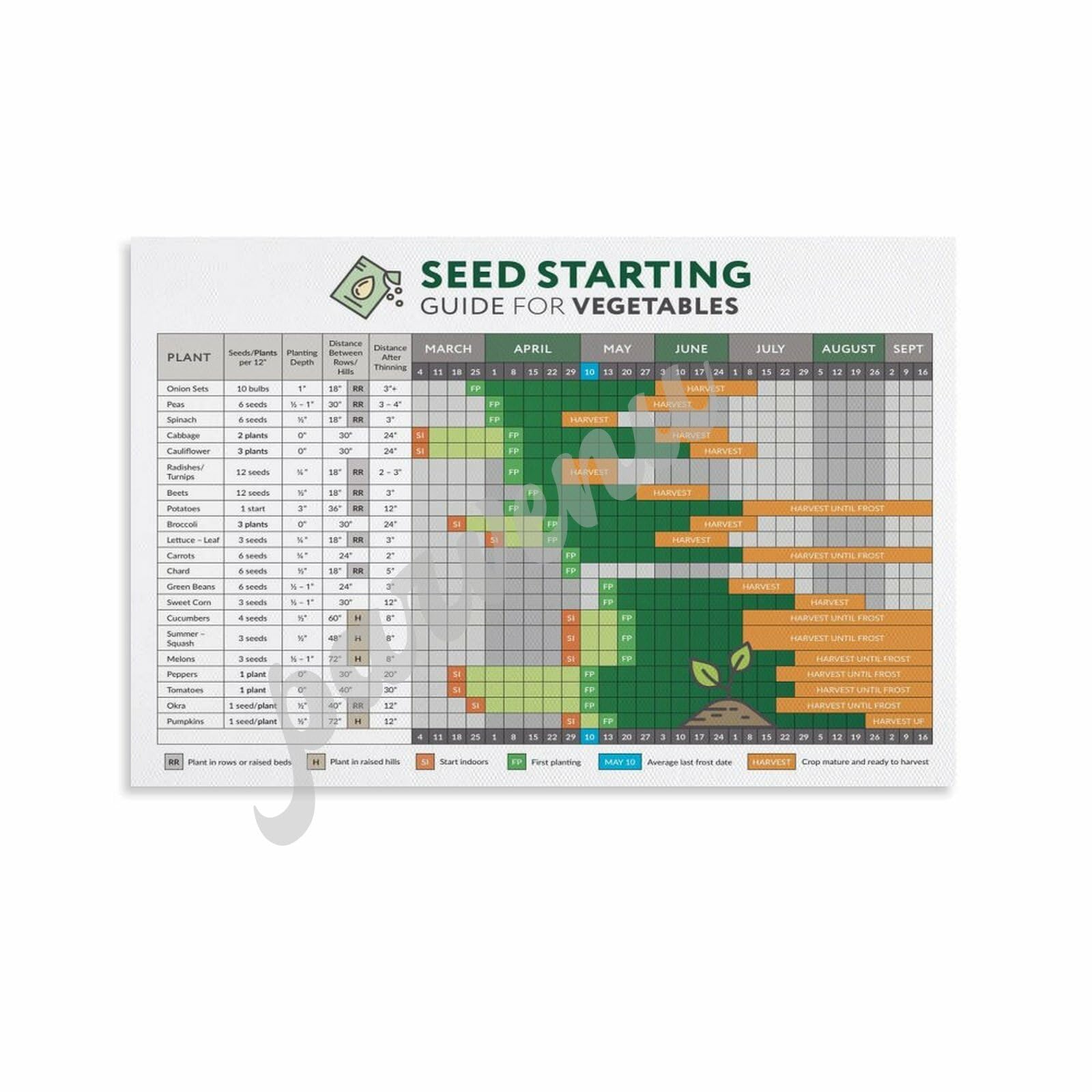 spaghetti squash seeds for planting Spaghetti Squash Seeds