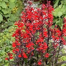 Lobelia Queen Victoria, 6 Hardy Perennial Plug Plants