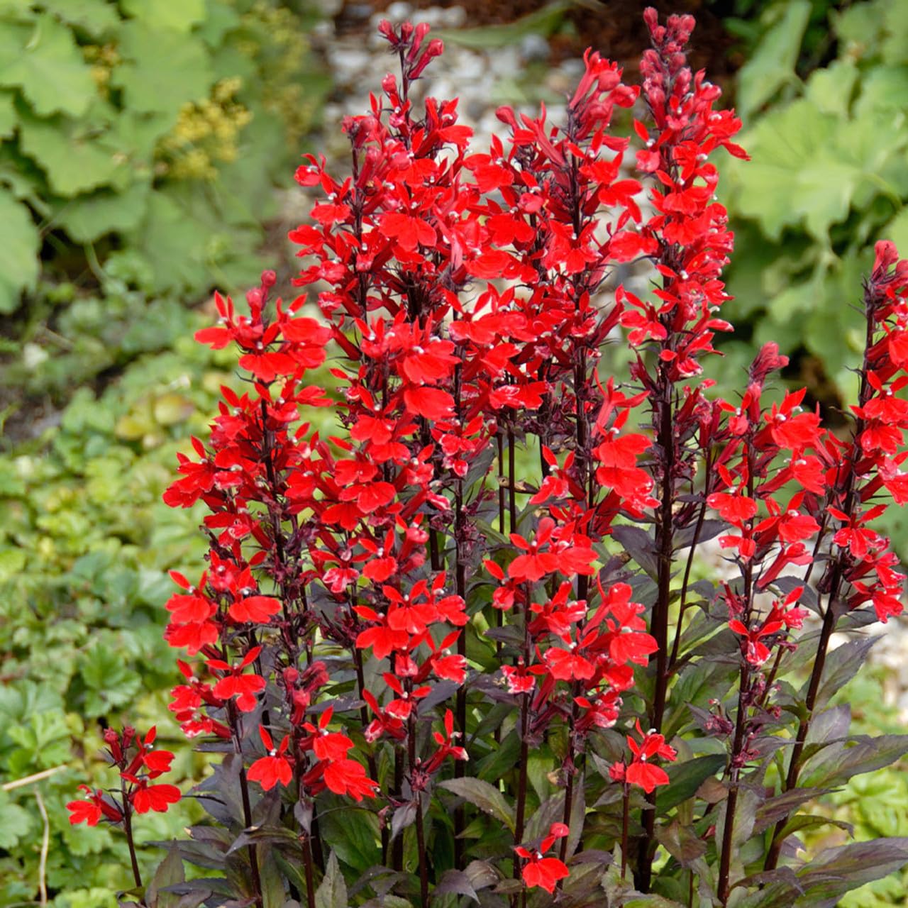Lobelia Queen Victoria, 6 Hardy Perennial Plug Plants