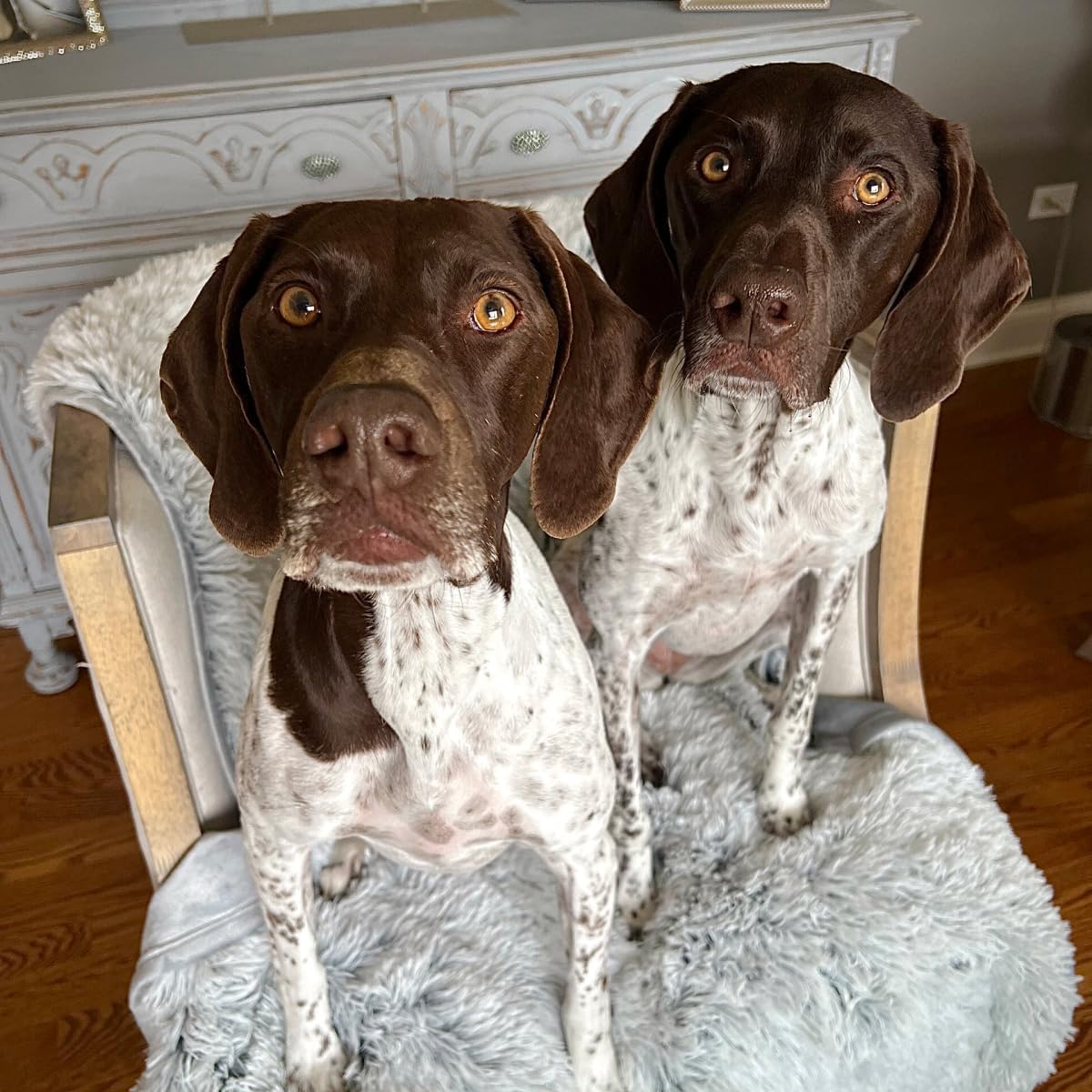 Tall Tails Waterpoof Luxuriously Soft Fleece Dog Blanket, Grey