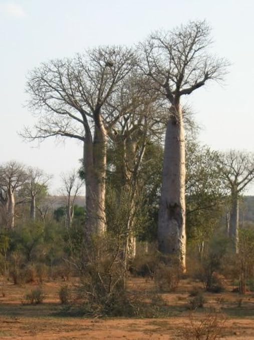 Amazon 種子 Adansonia Za Baobab アダンソニア ザー マダガスカルに自生するボトル型の幹のバオバブ 盆栽としても人気 ５粒 野菜