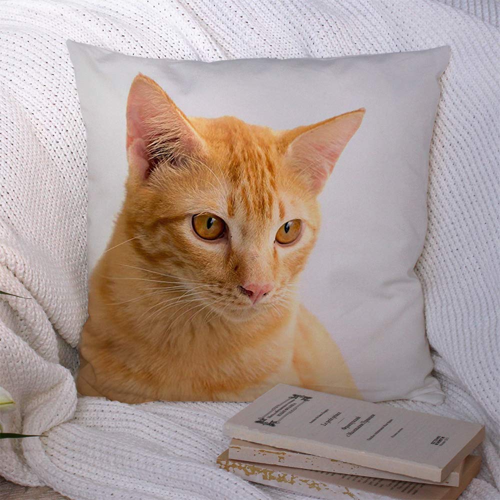 Decorative Throw Pillow Covers Soft Square Bong Thailand Lethargic Cute Abstract Baeo Animals Mind Moss Wildlife Cease Chailai Country Creamy Pillowcase Cushion Cover for Couch Chair Bed 20x20 Inch