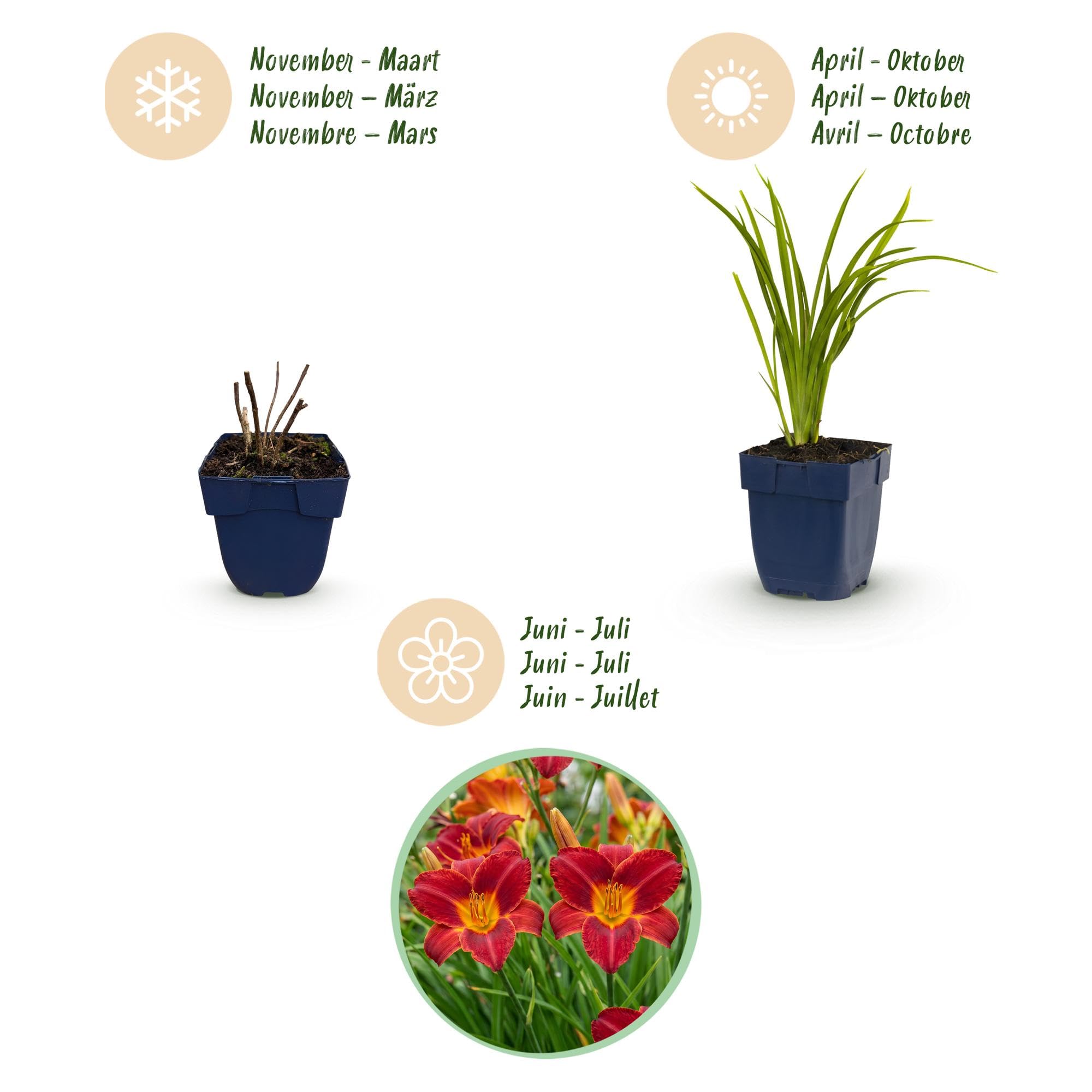 Plantas Hemerocallis Autumn Red, Jardín, Rojo, Pack de 3, Maceta 11cm