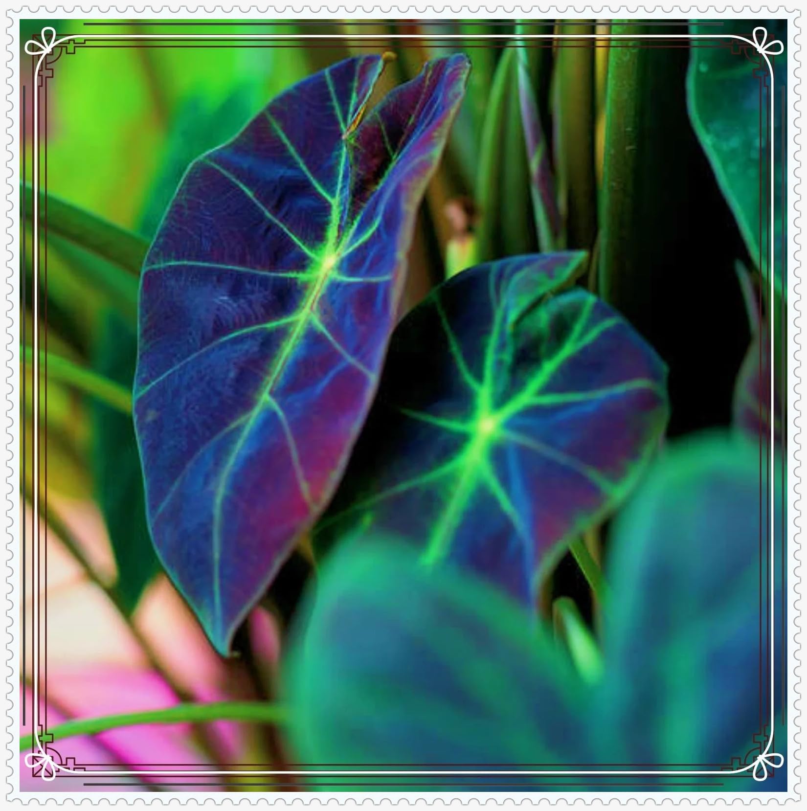 Elephant Ears for Planting UK Strong Plants That Grow Well Hardy Perennial Greening Excellent Display Indoor and Outdoor Perennial -5Bulbs-greenB