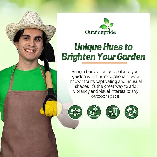 Miniatura 6 de Outsidepride Calendula Officinalis Golden Emperor Pot - Semilla de flores de jardín de caléndula - 1000 semillas