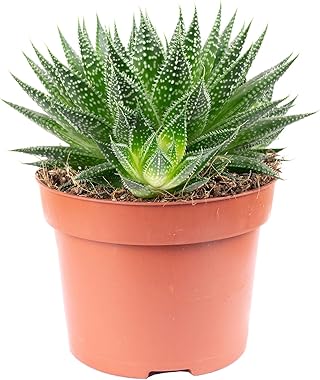 Aloe - Aloe aristata 'magic rocks' - Höhe ca. 20 cm, Topf-Ø 12 cm