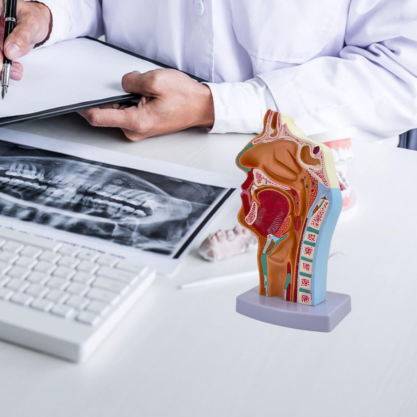 Modelo de Cavidad Nasal, Oral Y Garganta. Accesorio Médico Práctico Y Profesional. Herramienta Educativa Anatómica para El Aprendizaje.