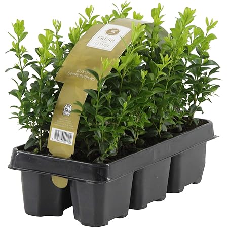 6x Buxus Sempervirens | 6er Set Buchsbaum Pflanzen | Heckenpflanzen Immergrün Winterhart Schnellwachsend | Höhe 25-30 cm