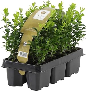 6x Buxus Sempervirens | 6er Set Buchsbaum Pflanzen | Heckenpflanzen Immergrün Winterhart Schnellwachsend | Höhe 25-30 cm