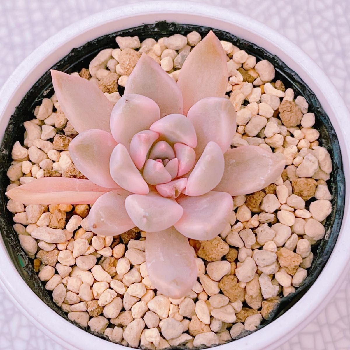 Amazon｜『カリナ錦』5番 斑入り エケベリア 多肉植物｜観葉植物