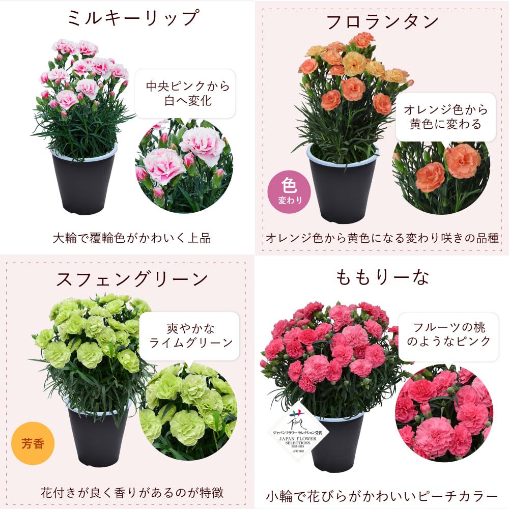 Amazon.co.jp: カーネーションの鉢植え 5号鉢 母の日のプレゼント花