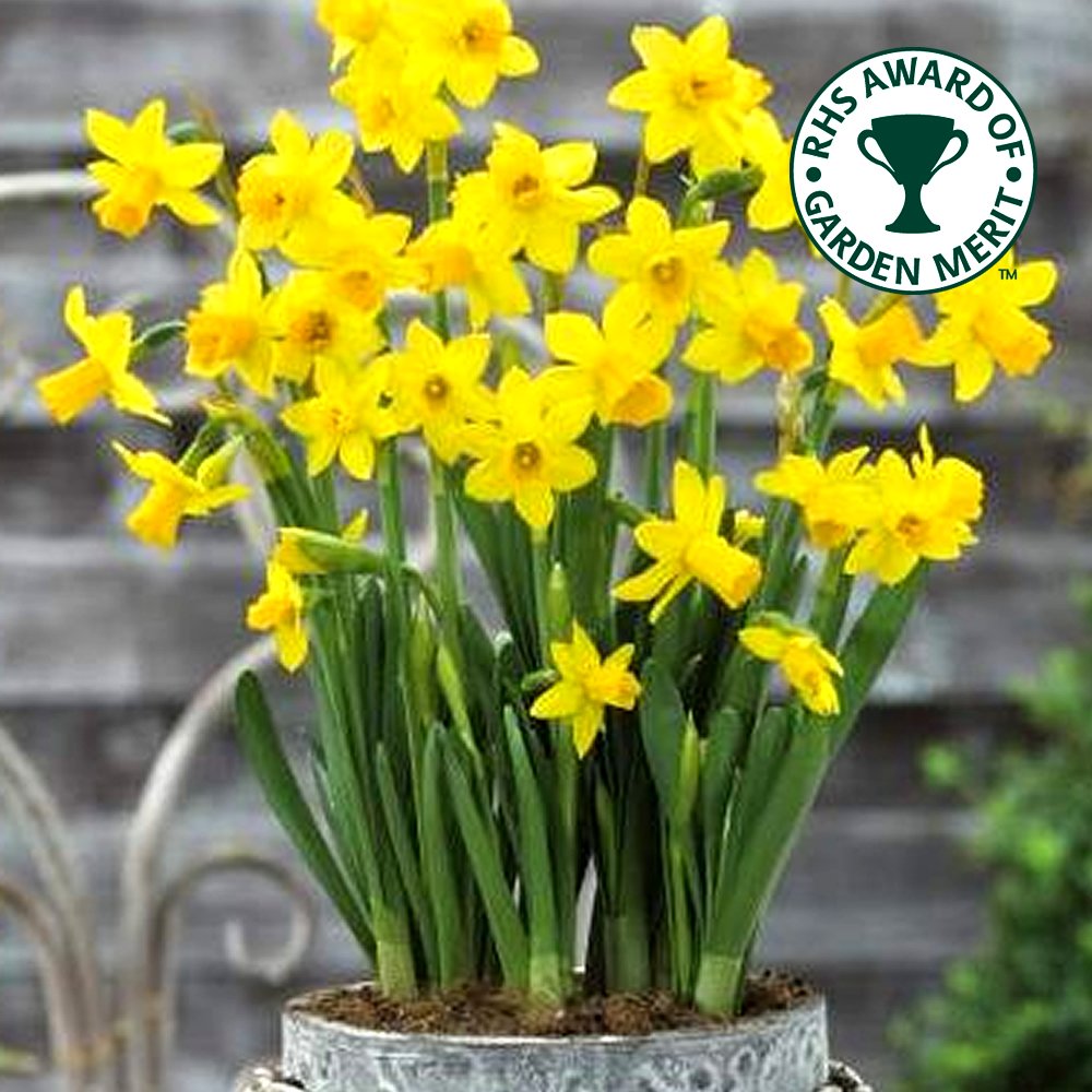 Narcisse Tête à Tête Jonquille de rocaille naine Plante à bulbe de floraison printanière