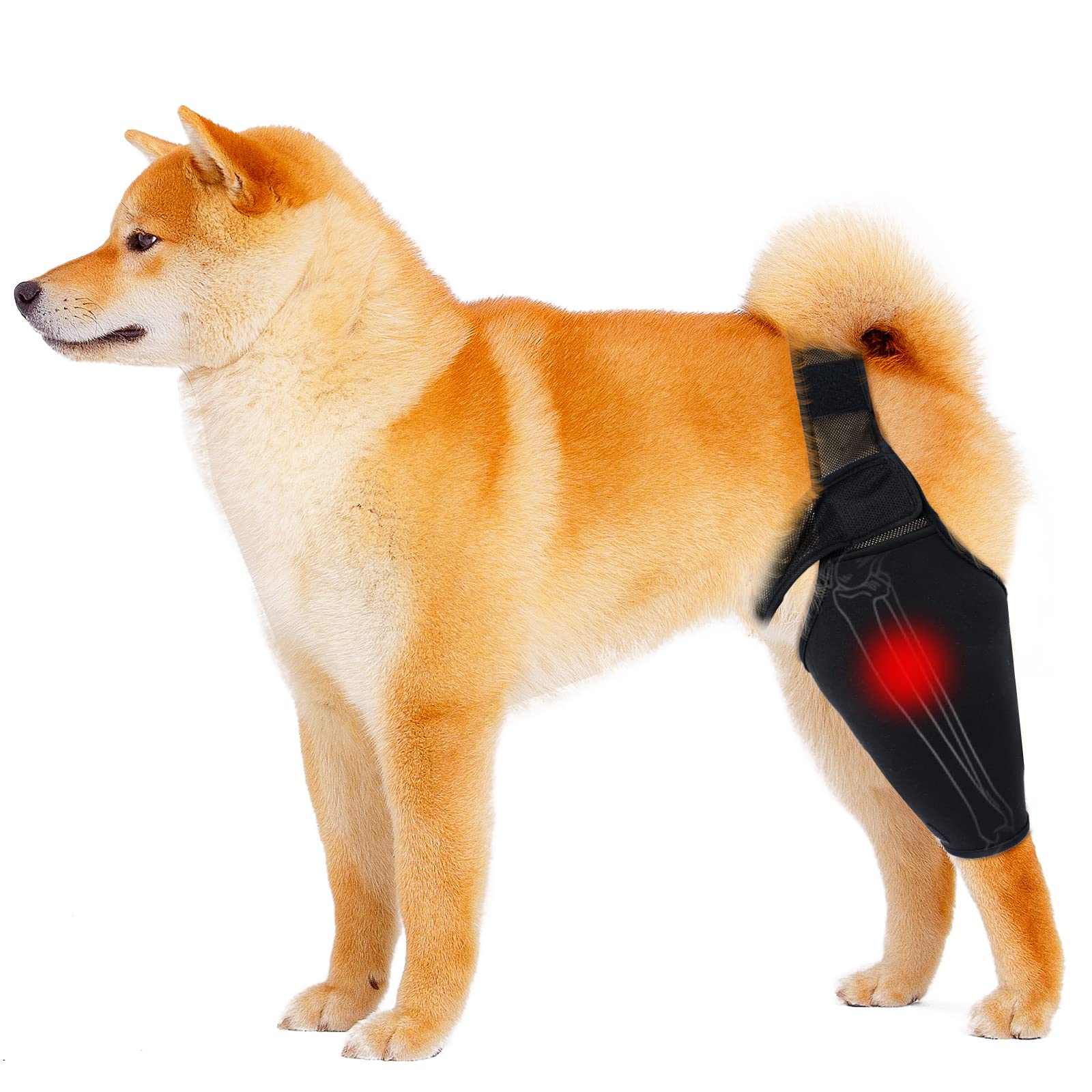 Does A Dog Have A Knee