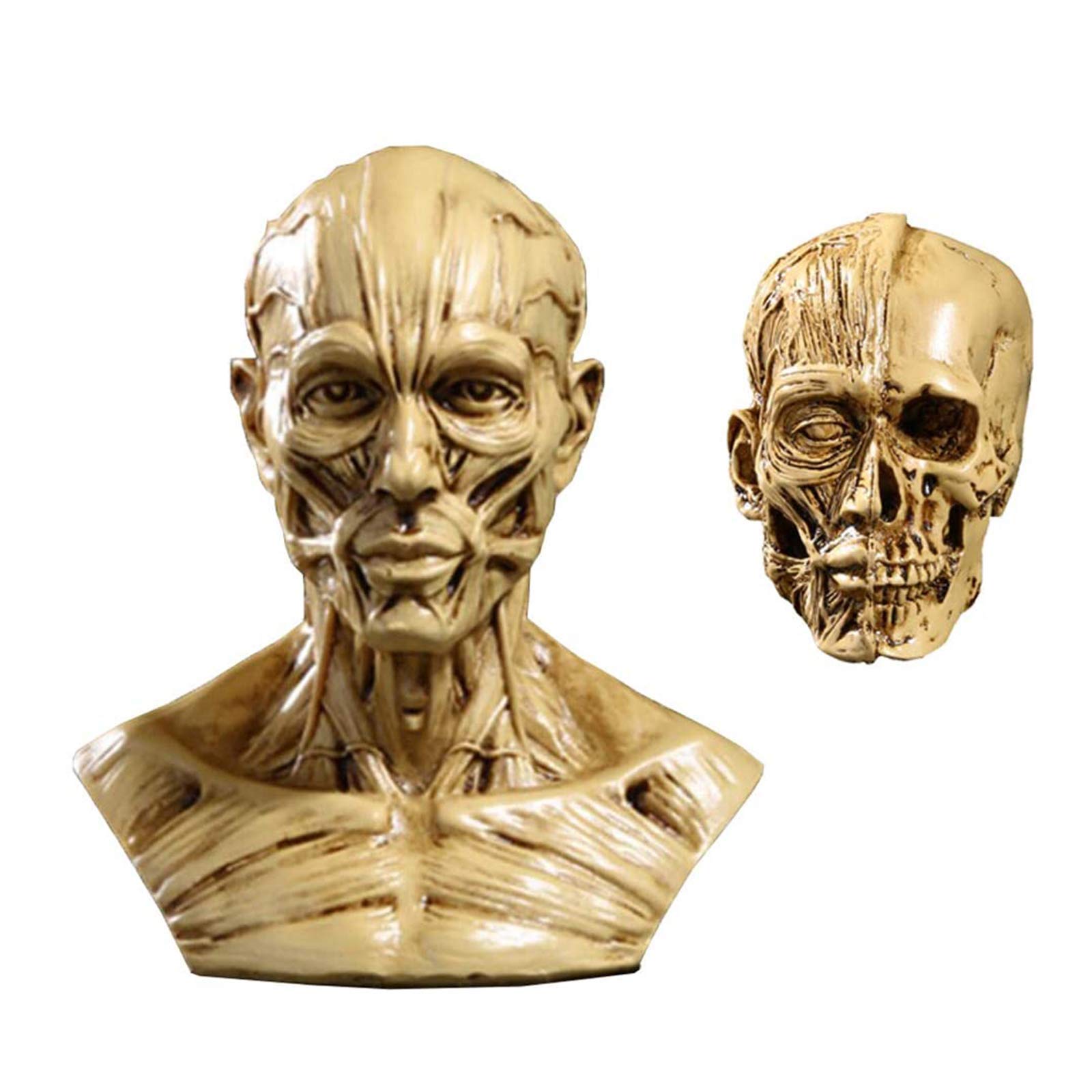Sjdopulse Human Model Anatomy Scientific Skull Head Muscle Bone Medical Art Medical Drawing Model For The School