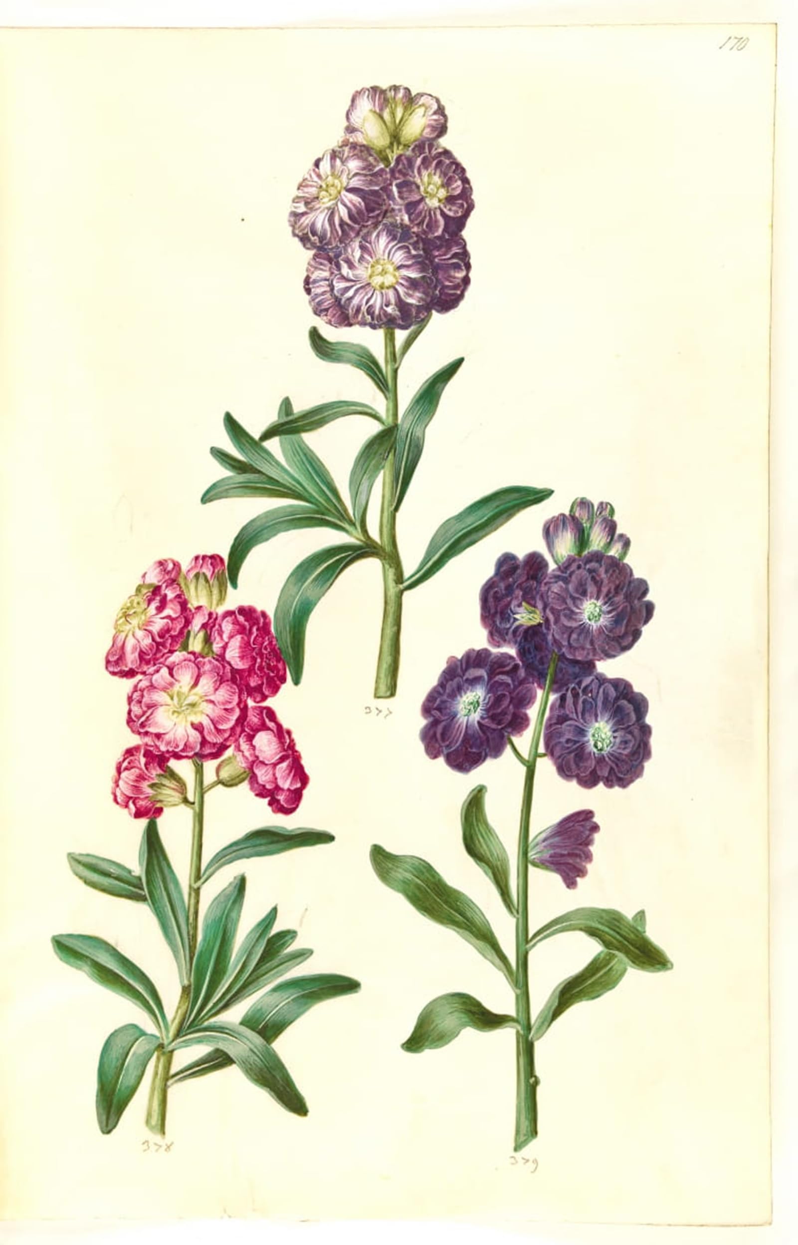ARTXLXXBN Famous Art Print Poster Vintage Wall Art Titelblad Blomsterkrans by Hans Simon Holtzbecker Canvas Art Poster for Home Decor 60x90cm