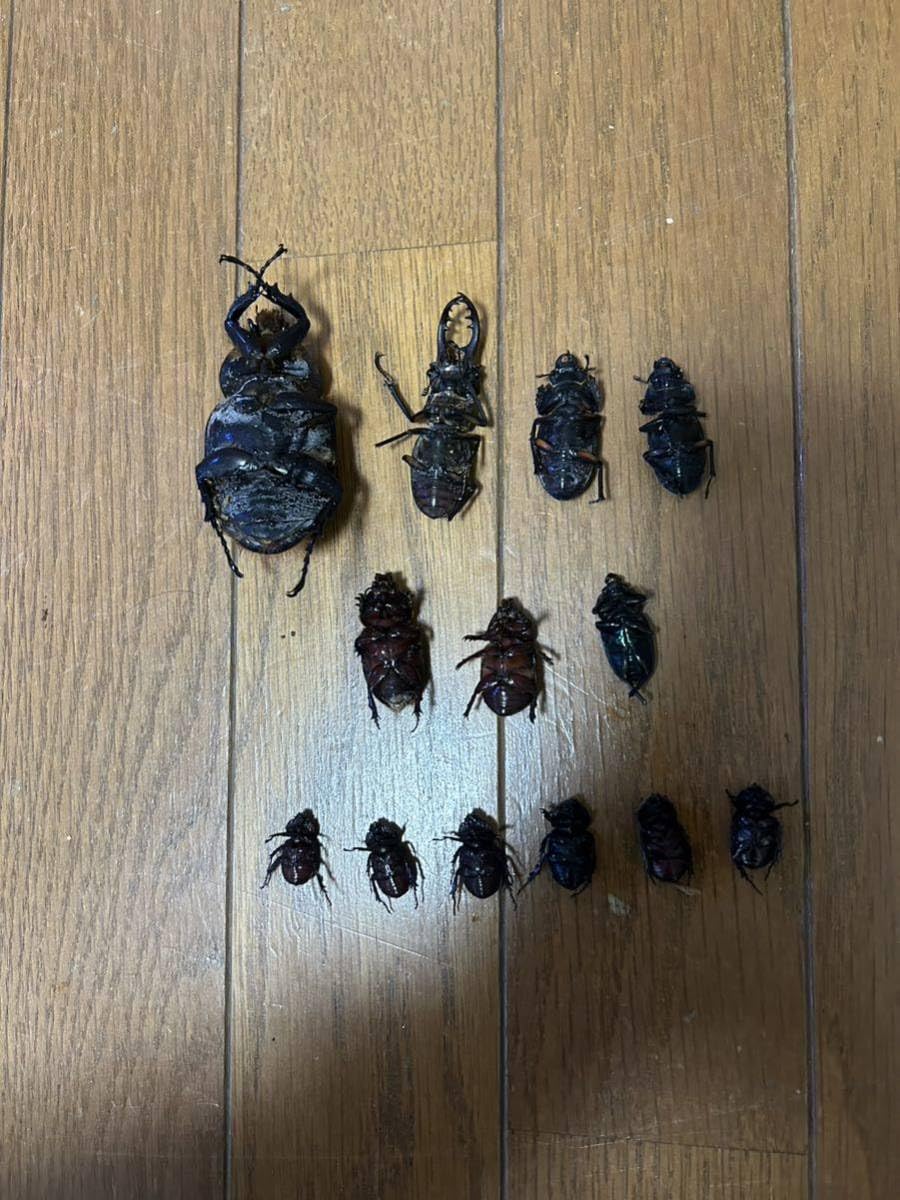 ※muta購入、※良型　リッキー♂野外標本 i-img1200x1200-