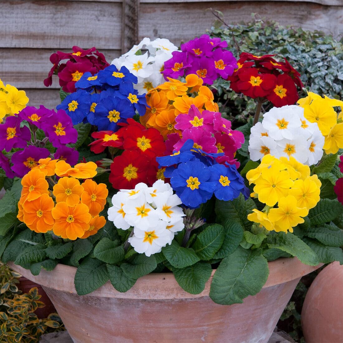 Buy4seeds 800 Seeds Polyanthus colossea Mix Mixed Useful for Garden and Outdoor