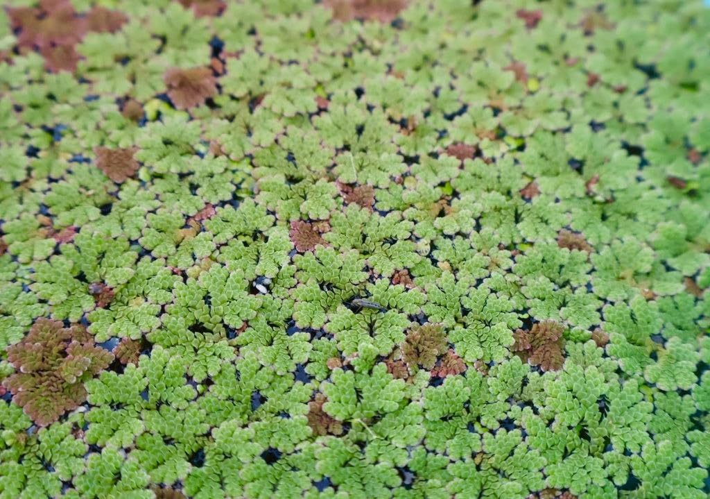 Nutrient Rich Live Aquatic Plant for Livestock Supplement Sustainable Organic Fertilizer for Rice Crops (1400 Live Healthy Plant Seeds)-picture-28
